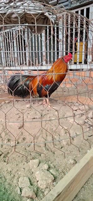 Gà trống đang thay lông. Mua bán Gà tại Huyện Chợ Mới An Giang được đăng bởi Bình Duy hình 1