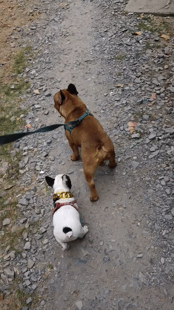 Chó French Bulldog đực 14 tháng. Mua bán Chó tại Huyện Trà Ôn Vĩnh Long được đăng bởi Thanh tùng  hình 1