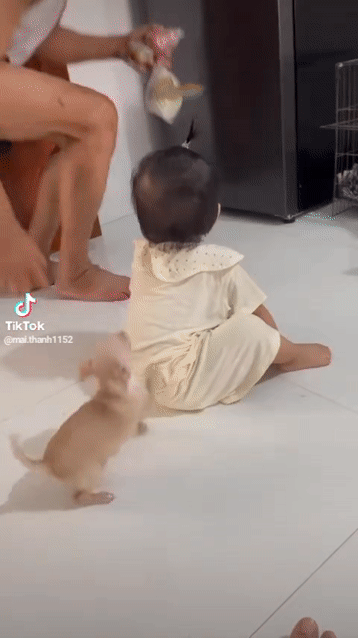 Chó Chihuahua con 2 Tháng . Mua bán Chó tại Huyện Châu Thành Bến Tre được đăng bởi Phạm Minh Tâm hình 1