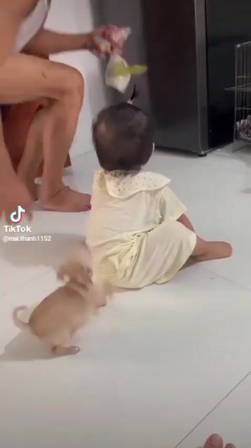 Chó Chihuahua con 2 Tháng . Mua bán Chó tại Huyện Châu Thành Bến Tre được đăng bởi Phạm Minh Tâm hình 1