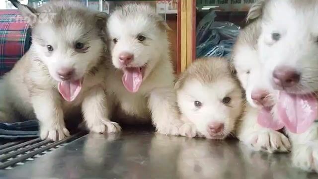Chó Alaska Đực hồng phấn ba nhập Trung. Mua bán Chó tại Quận 12 Tp Hồ Chí Minh được đăng bởi Jennifer hình 1