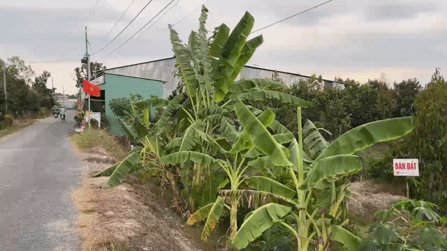 Mua bán Đất Huyện Mang Thít Vĩnh Long diện tích 3600 m² giá 6 tỷ