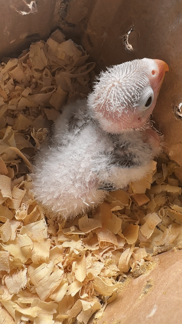 Chim Lovebird non thân xanh. Mua bán Chim tại Thành phố Thủ Đức Tp Hồ Chí Minh được đăng bởi Vẹt Lovebird hình 1