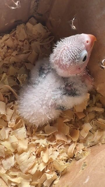 Chim Lovebird non thân xanh. Mua bán Chim tại Thành phố Thủ Đức Tp Hồ Chí Minh được đăng bởi Vẹt Lovebird hình 1
