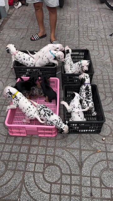 Chó Dalmatian 2 tháng tuổi. Mua bán Chó tại Thành phố Thủ Đức Tp Hồ Chí Minh được đăng bởi Ngô Xuân Hùng hình 1