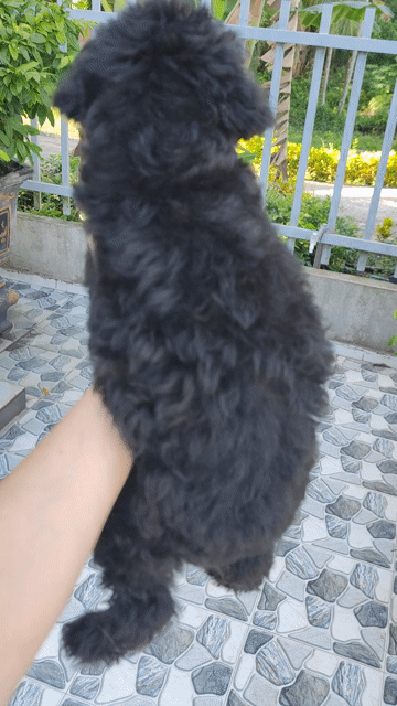 POODLE LAI LÔNG DÀY XOĂN . Mua bán Chó tại Quận Ninh Kiều Cần Thơ được đăng bởi Tuấn Phạm hình 1