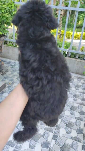 POODLE LAI LÔNG DÀY XOĂN . Mua bán Chó tại Quận Ninh Kiều Cần Thơ được đăng bởi Tuấn Phạm hình 1