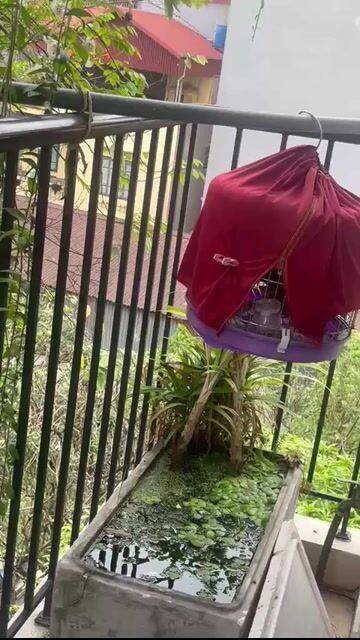 Chim Cu gáy mái thuần. Mua bán Chim tại Huyện Thanh Trì Hà Nội được đăng bởi Le Hoan hình 1