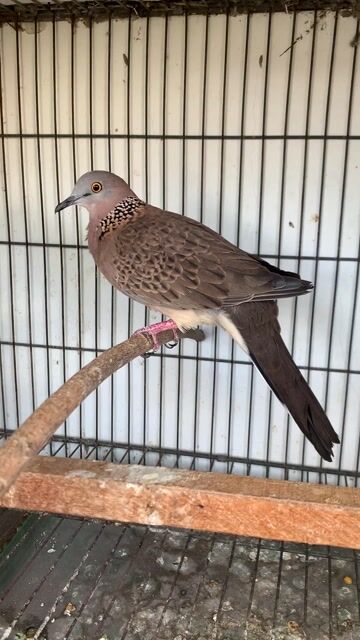 Chim Cu gáy Giọng son cườm vàng. Mua bán Chim tại Quận Gò Vấp Tp Hồ Chí Minh được đăng bởi Hồ Đăng  hình 1