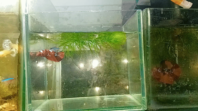 Cá Betta Đa sắc. Mua bán Thú cưng khác tại Huyện Đại Lộc Quảng Nam được đăng bởi Bảo Betta Shop hình 1