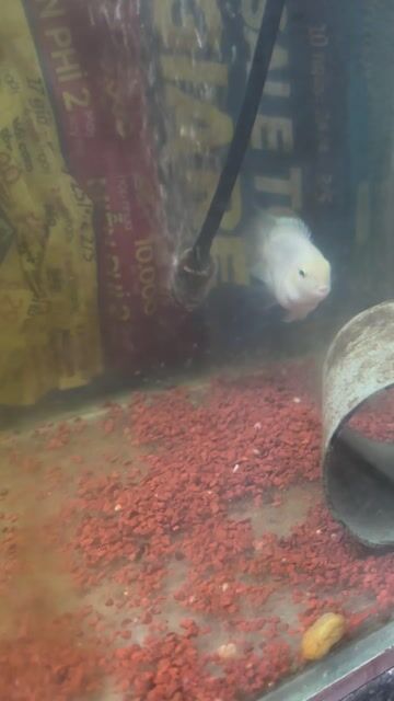Cá cảnh Cá két Panda platium. Mua bán Thú cưng khác tại Quận Thanh Khê Đà Nẵng được đăng bởi Minh hình 1