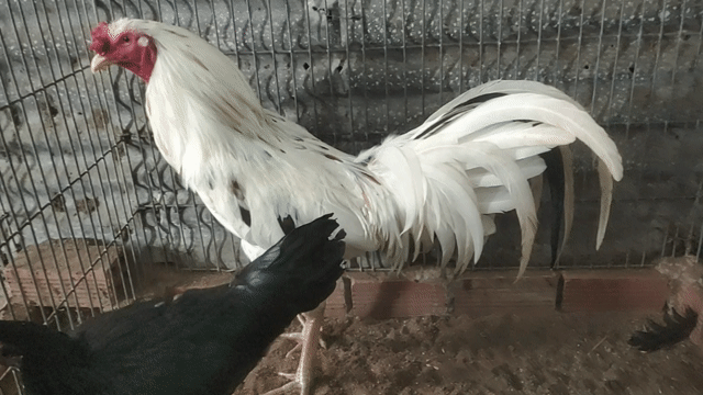 Gà nọc Thái Mỹ trống 4kg Gò Công. Mua bán Gà tại Thị xã Gò Công Tiền Giang được đăng bởi Duy hình 1