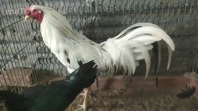 Gà nọc Thái Mỹ trống 4kg Gò Công. Mua bán Gà tại Thị xã Gò Công Tiền Giang được đăng bởi Duy hình 1
