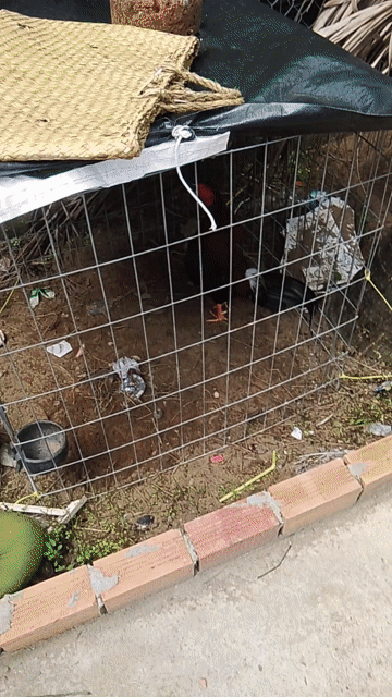 Gà chọi trống màu Đỏ, đen, trắng. Mua bán Gà tại Quận Cái Răng Cần Thơ được đăng bởi gà chọi hình 1