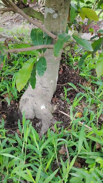 Mai vườn Hoành 300 Tàn đều. Mua bán Cây cảnh, đồ trang trí tại Huyện Bình Tân Vĩnh Long được đăng bởi Nguyễn Hữu Tín hình 1