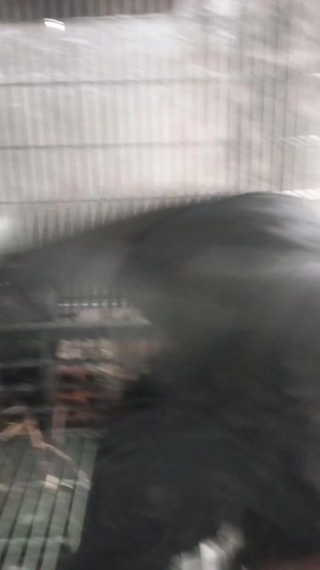 Gà Mỹ trống 1-2 năm. Mua bán Gà tại Huyện Bàu Bàng Bình Dương được đăng bởi THANH LONG hình 1