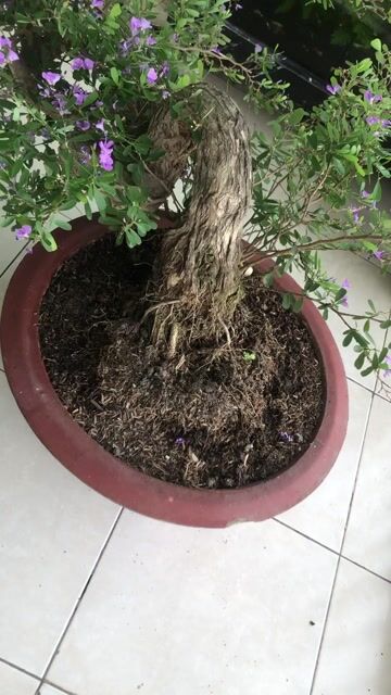 Cây cảnh Linh sam Tím. Mua bán Cây cảnh, đồ trang trí tại Quận Tân Phú Tp Hồ Chí Minh được đăng bởi Quan hình 1
