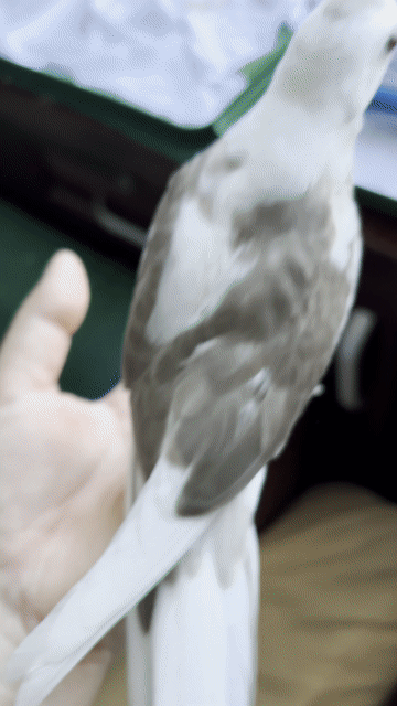 Vẹt Cockatiel Trắng pha nâu 1 tháng tuổi. Mua bán Chim tại Quận Bình Tân Tp Hồ Chí Minh được đăng bởi Nguyễn Giang hình 1