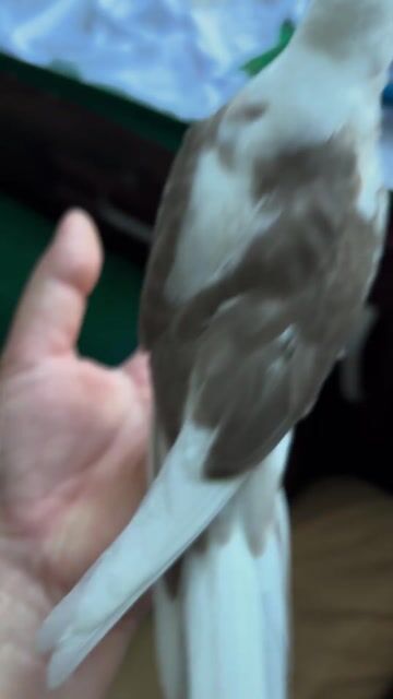 Vẹt Cockatiel Trắng pha nâu 1 tháng tuổi. Mua bán Chim tại Quận Bình Tân Tp Hồ Chí Minh được đăng bởi Nguyễn Giang hình 1