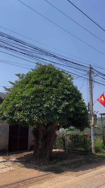 Cây cảnh cổ thụ Túc/Sộp 6m. Mua bán Cây cảnh, đồ trang trí tại Huyện Lâm Hà Lâm Đồng được đăng bởi duy chien hình 1