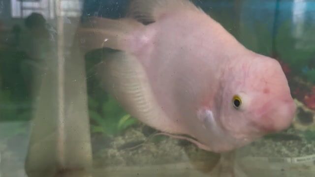 Cá phát tài trắng gần 30cm. Mua bán Thú cưng khác tại Quận Tân Phú Tp Hồ Chí Minh được đăng bởi Dương Trúc Thư hình 1