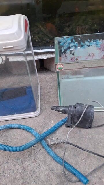 máy bơm hồ cá mini bể cá cảnh Kính trong suốt. Mua bán Phụ kiện, Thức ăn, Dịch vụ tại Quận Tân Phú Tp Hồ Chí Minh được đăng bởi Ngoc Quyên hình 1