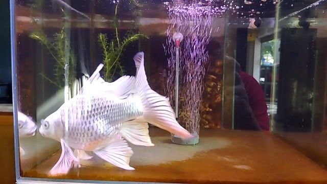 Cá cảnh Chép sư tử bạc >28cm. Mua bán Thú cưng khác tại Quận Cẩm Lệ Đà Nẵng được đăng bởi Hồ Duy Trung hình 1