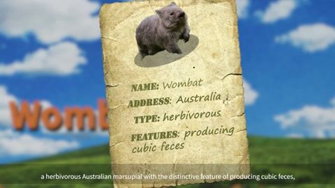 How Do Wombats Make Cubed Poop?