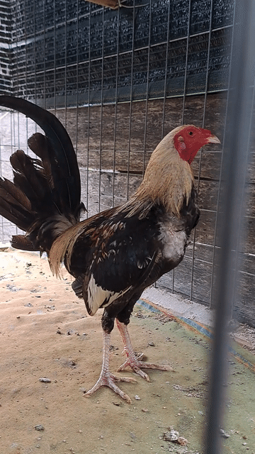 Gà chọi Cuban Mỹ Đực Chuối 1kg420. Mua bán Gà tại Huyện Trảng Bom Đồng Nai được đăng bởi Trieu hình 1