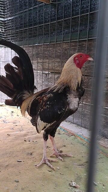 Gà chọi Cuban Mỹ Đực Chuối 1kg420. Mua bán Gà tại Huyện Trảng Bom Đồng Nai được đăng bởi Trieu hình 1