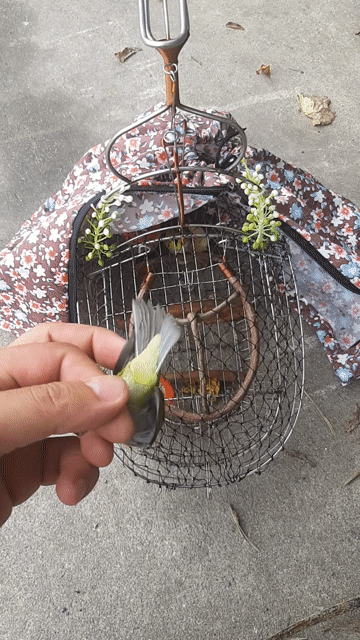 Chim vành khuyên 2 tuần tuổi. Mua bán Chim tại Huyện Thường Tín Hà Nội được đăng bởi Do tran hình 1