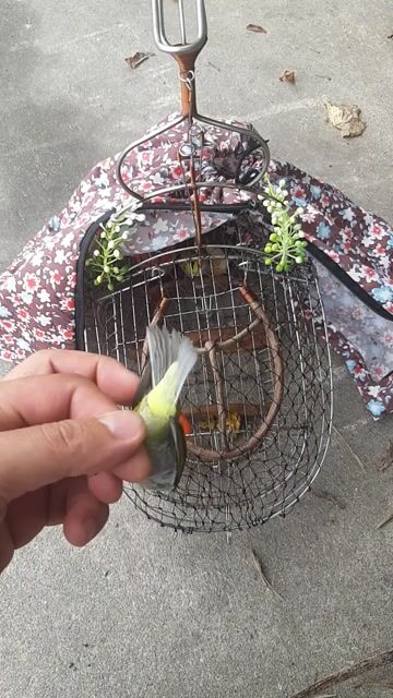 Chim vành khuyên 2 tuần tuổi. Mua bán Chim tại Huyện Thường Tín Hà Nội được đăng bởi Do tran hình 1