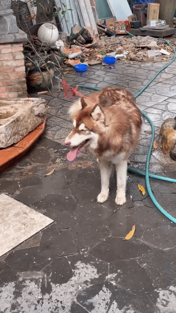 Chó Alaska cái 12 tháng. Mua bán Chó tại Quận Tân Bình Tp Hồ Chí Minh được đăng bởi Kevin Phạm hình 1