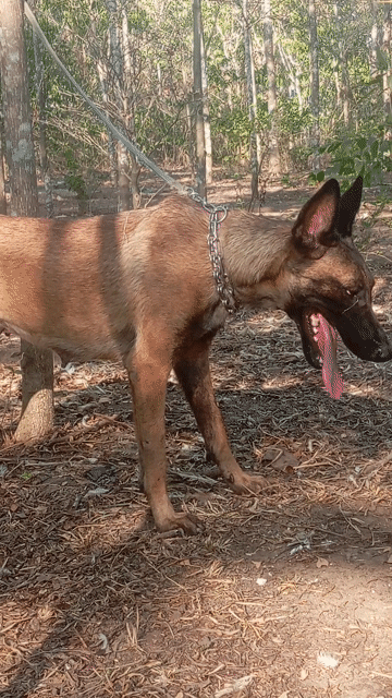 Chó Malinois cái Nâu đen. Mua bán Chó tại Huyện Trảng Bom Đồng Nai được đăng bởi Trần Văn lưu hình 1