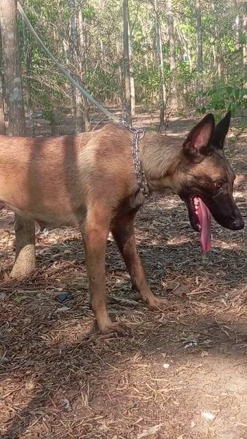 Chó Malinois cái Nâu đen. Mua bán Chó tại Huyện Trảng Bom Đồng Nai được đăng bởi Trần Văn lưu hình 1