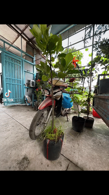 cây mít thái. Mua bán Cây cảnh, đồ trang trí tại Quận Gò Vấp Tp Hồ Chí Minh được đăng bởi Vườn Kiểng Nhà Nị Ny hình 1