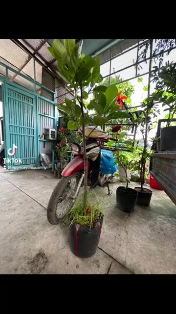 cây mít thái. Mua bán Cây cảnh, đồ trang trí tại Quận Gò Vấp Tp Hồ Chí Minh được đăng bởi Vườn Kiểng Nhà Nị Ny hình 1