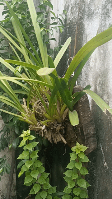 Lan Tiên Vũ Xanh lá. Mua bán Cây cảnh, đồ trang trí tại Huyện Bình Chánh Tp Hồ Chí Minh được đăng bởi Ngô Nguyễn Đại Phú  hình 1