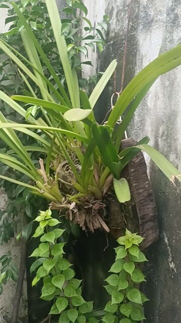 Lan Tiên Vũ Xanh lá. Mua bán Cây cảnh, đồ trang trí tại Huyện Bình Chánh Tp Hồ Chí Minh được đăng bởi Ngô Nguyễn Đại Phú  hình 1