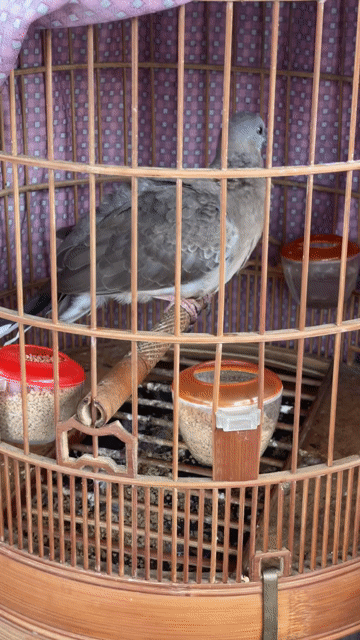 Chim Cu gáy Non. Mua bán Chim tại Huyện Đông Anh Hà Nội được đăng bởi A quyên hình 1