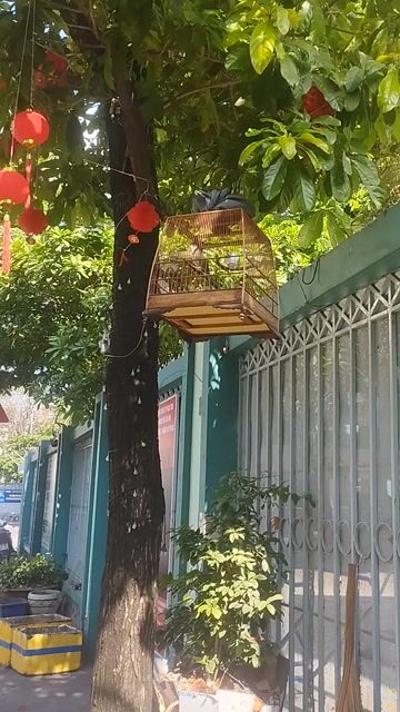 Chim chào mào 2 năm Hay, hót tối ngày. Mua bán Chim tại Quận Tân Phú Tp Hồ Chí Minh được đăng bởi thang hình 1