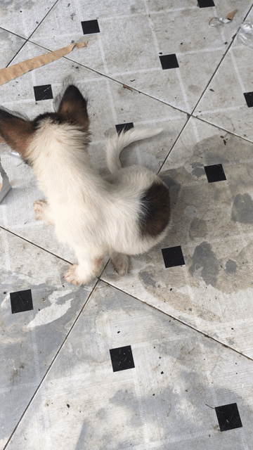 Chó kiểng 5 tháng tuổi. Mua bán Chó tại Thành phố Biên Hòa Đồng Nai được đăng bởi Hiếu hình 1