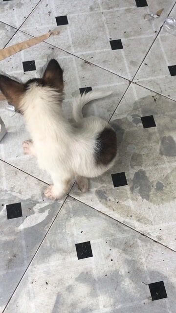 Chó kiểng 5 tháng tuổi. Mua bán Chó tại Thành phố Biên Hòa Đồng Nai được đăng bởi Hiếu hình 1