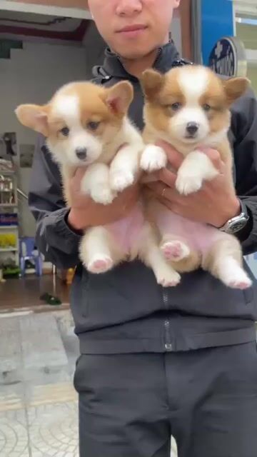 chó corgi 2,5tháng tuổi tiêm 1mũi vắc xin. Mua bán Chó tại Quận Thanh Khê Đà Nẵng được đăng bởi phuong thảo  hình 1