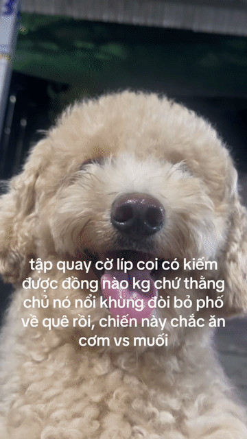 Chó Poodle hơn 1 tuổi. Mua bán Chó tại Thị xã Tân Uyên Bình Dương được đăng bởi Tphong hình 1