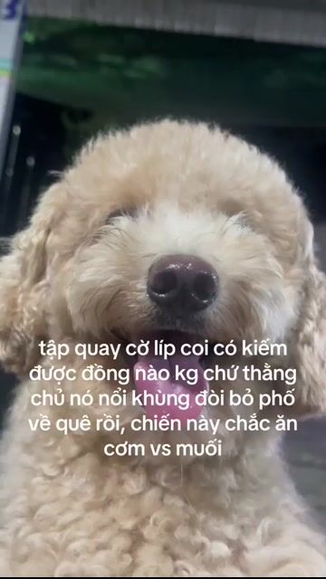 Chó Poodle hơn 1 tuổi. Mua bán Chó tại Thị xã Tân Uyên Bình Dương được đăng bởi Tphong hình 1