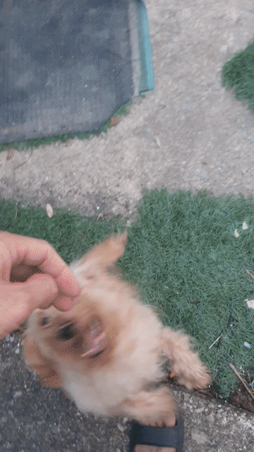 Chó Poodle Nâu vàng tặng. Mua bán Chó tại Quận Nam Từ Liêm Hà Nội được đăng bởi kien hình 1
