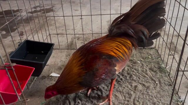 Gà trống Nâu đỏ Đực khỏe mạnh. Mua bán Gà tại Huyện Châu Thành Sóc Trăng được đăng bởi Tèo Em hình 1