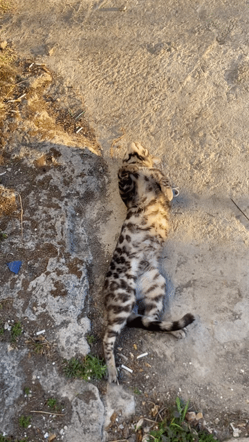 Dịch vụ phối giống mèo Bengal Silver Đực. Mua bán Phụ kiện, Thức ăn, Dịch vụ tại Quận 12 Tp Hồ Chí Minh được đăng bởi Hữu thịnh hình 1