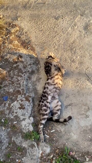 Dịch vụ phối giống mèo Bengal Silver Đực. Mua bán Phụ kiện, Thức ăn, Dịch vụ tại Quận 12 Tp Hồ Chí Minh được đăng bởi vũ hoa hình 1